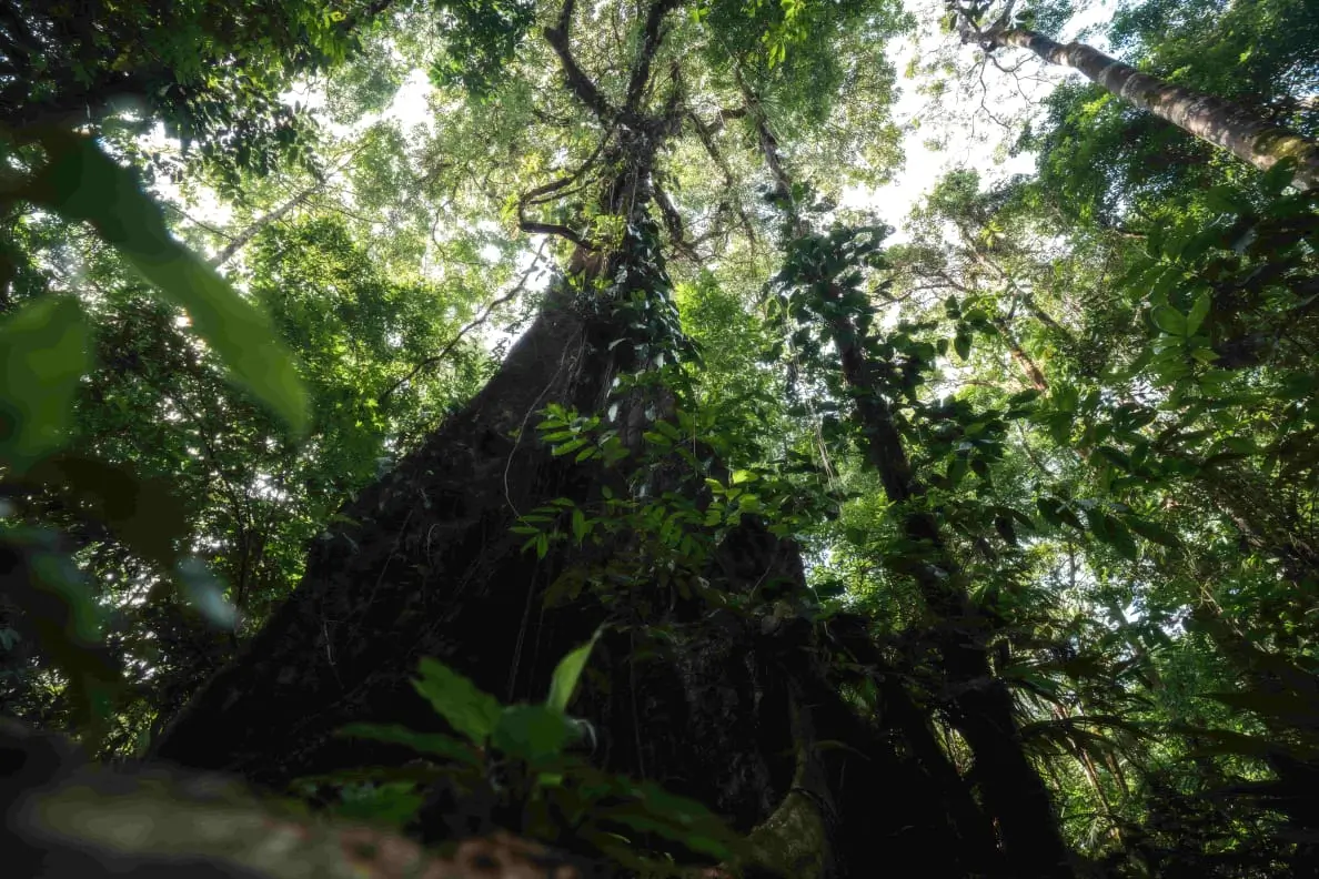 Tourism as Guardian Why More Visitors Meant More Protection