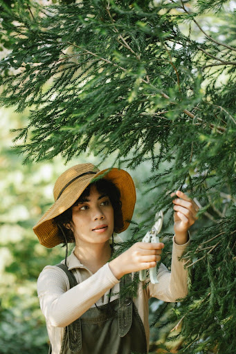 A Homeowner's Guide to Tree Care Buying, Removal & Professional Service